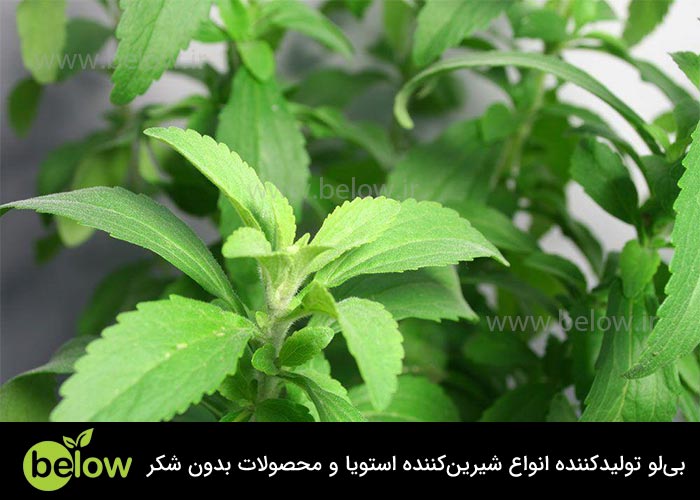 مضرات گیاه استویا برای خانم‌های باردار