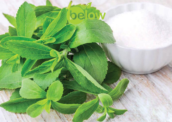 استویا برای چی خوبه؟