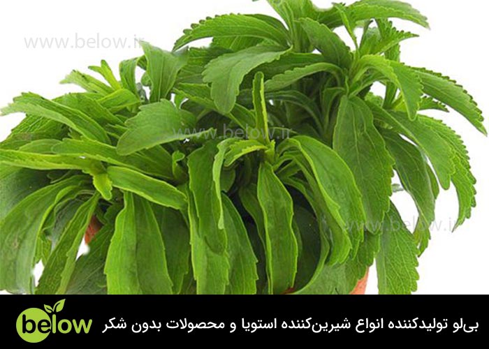 برگ استویا را از کجا بخریم؟