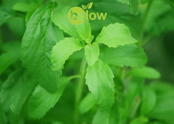 کاربرد استویا در شیرینی‌سازی