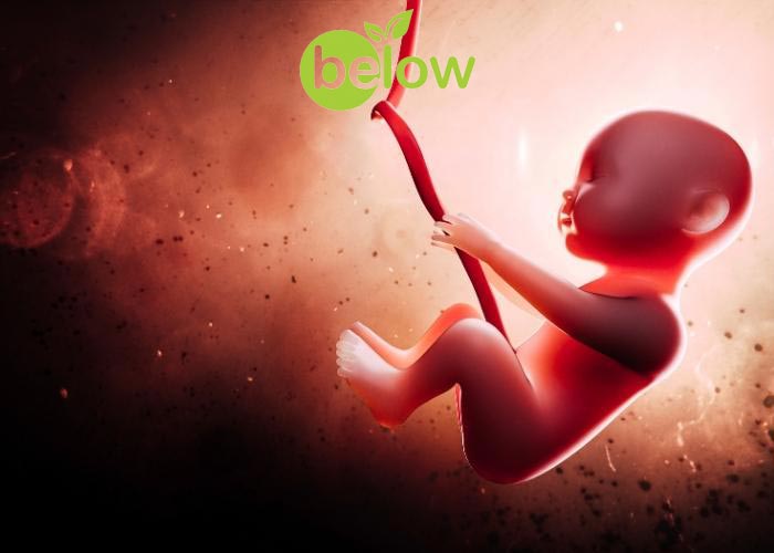 بررسی اثرات قند مصنوعی روی جنین