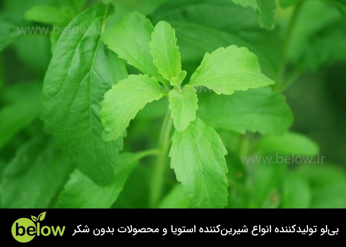 مضرات گیاه استویا