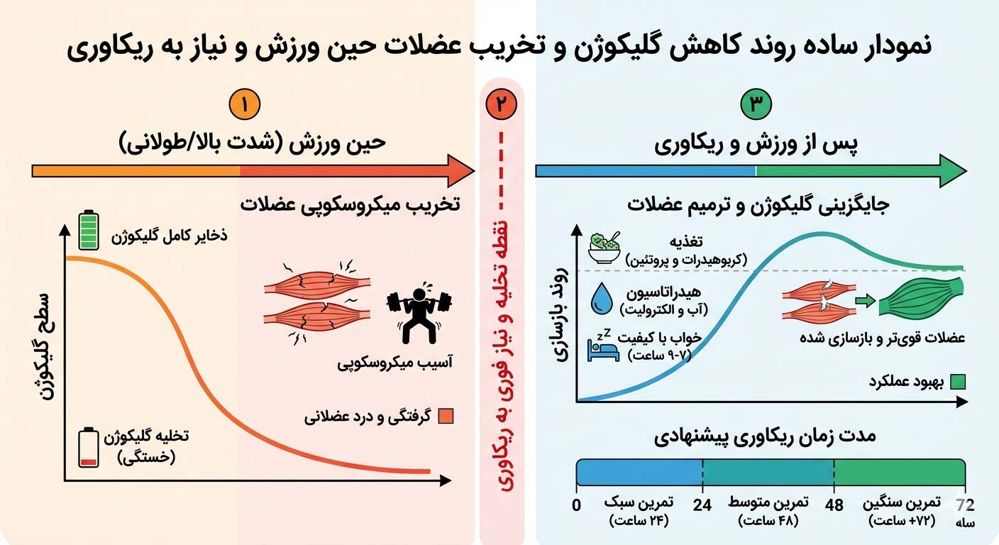 که روند کاهش گلیکوژن و تخریب عضلات حین ورزش و نیاز به ریکاوری پس از آن