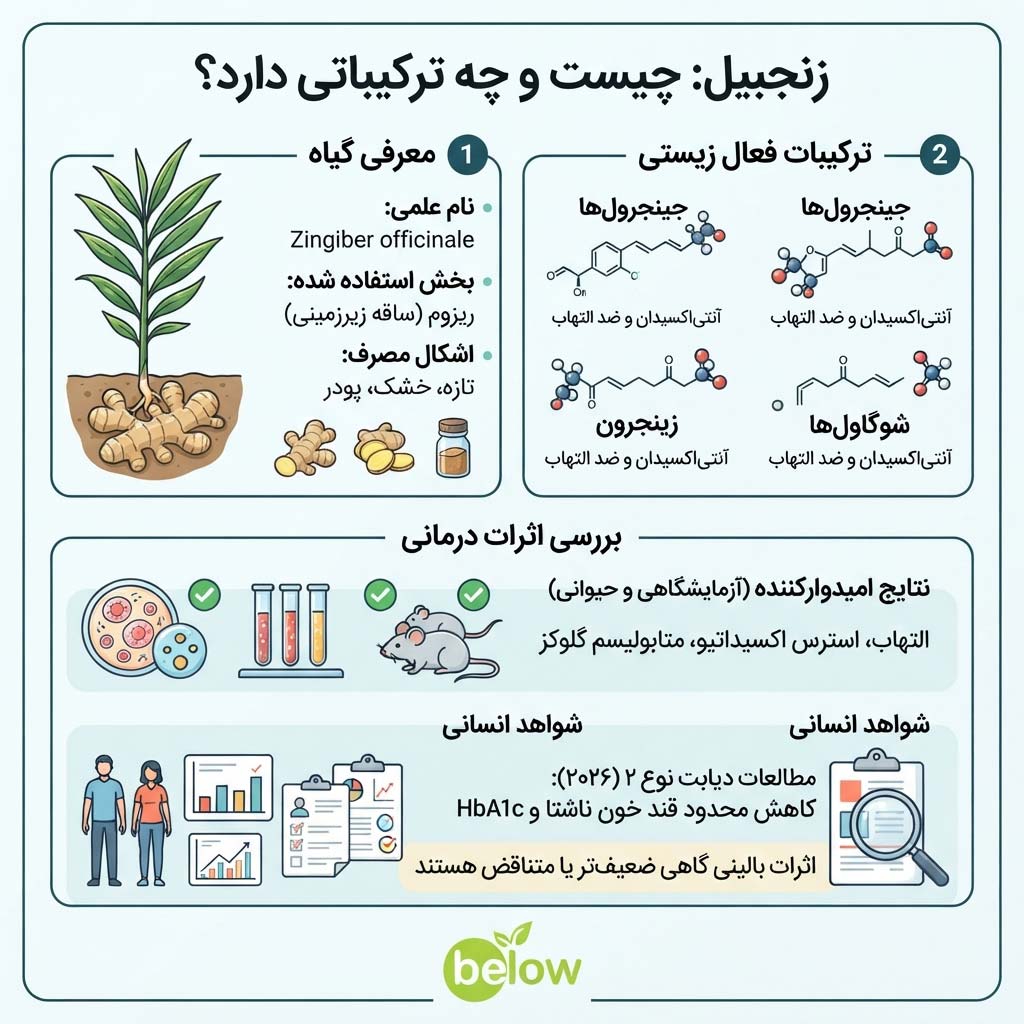 زنجبیل چیست و چه ترکیباتی دارد؟